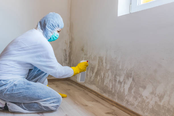Licensed Mold Remediation service in Washington, VA - 24 Hour Mold Removal