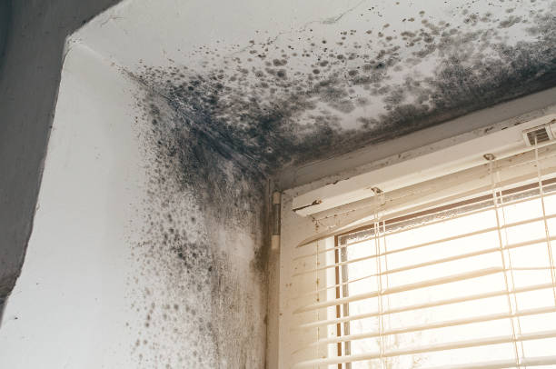 Affordable Mold Remediation solutions in Washington, VA