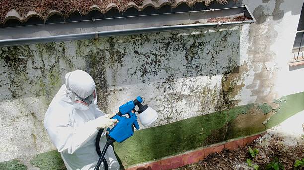 Top rated local Mold Remediation specialists in Washington, VA
